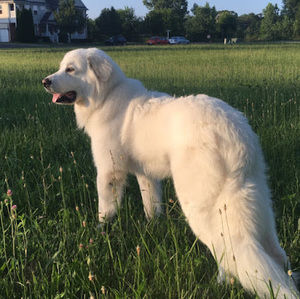 Meet your Posher, Randall